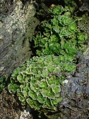 Oedipodium griffithianum