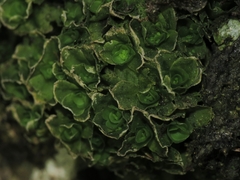 Oedipodium griffithianum