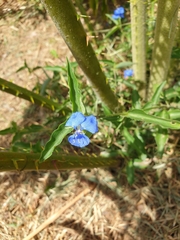 Commelina cyanea