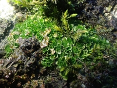 Oedipodium griffithianum