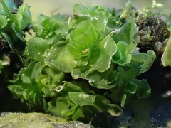 Oedipodium griffithianum