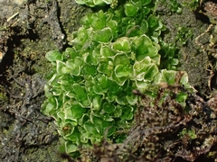 Oedipodium griffithianum