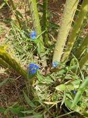 Commelina cyanea