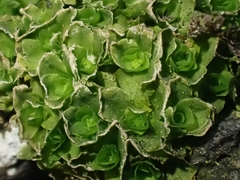 Oedipodium griffithianum