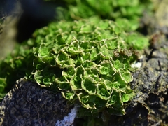 Oedipodium griffithianum