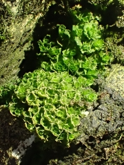 Oedipodium griffithianum