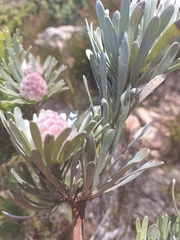 Leucadendron dregei
