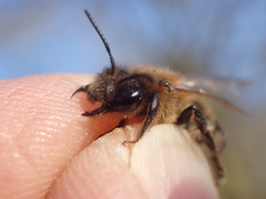Andrena scotica