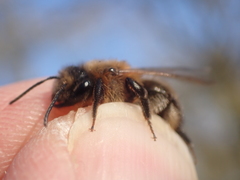 Andrena scotica