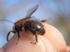 Andrena scotica