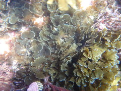 Zonaria aureomarginata