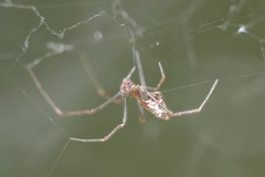 Argyrodes fissifrons