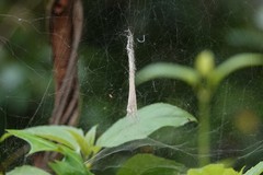 Argyrodes fissifrons