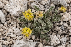 Oreoxis alpina