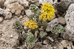 Oreoxis alpina