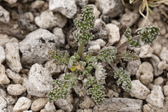 Oreoxis alpina