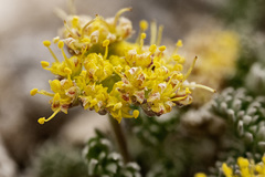 Oreoxis alpina