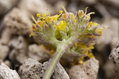 Oreoxis alpina