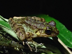 Meristogenys kinabaluensis