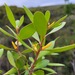 Persoonia stradbrokensis - Photo (c) Darren Fielder,  זכויות יוצרים חלקיות (CC BY-NC), הועלה על ידי Darren Fielder