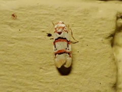 Cyana cruentata