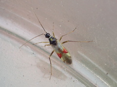 Tupiocoris californicus