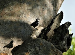 Myrmecocichla arnotti