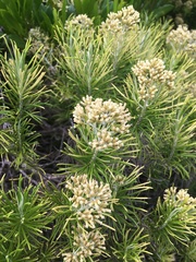 Cassinia tenuifolia
