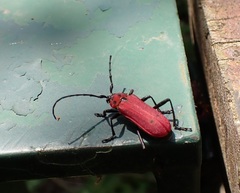 Purpuricenus spectabilis