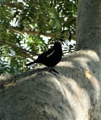 Myrmecocichla arnotti