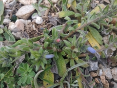 Echium parviflorum