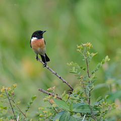Saxicola stejnegeri