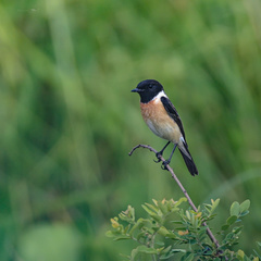 Saxicola stejnegeri