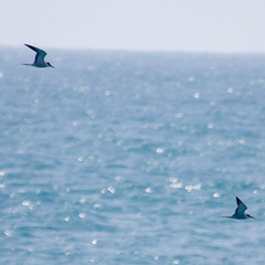 Onychoprion anaethetus