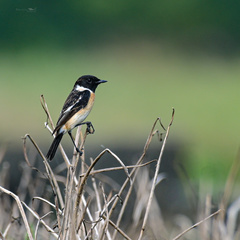 Saxicola stejnegeri