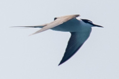 Onychoprion anaethetus