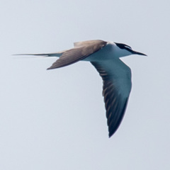 Onychoprion anaethetus