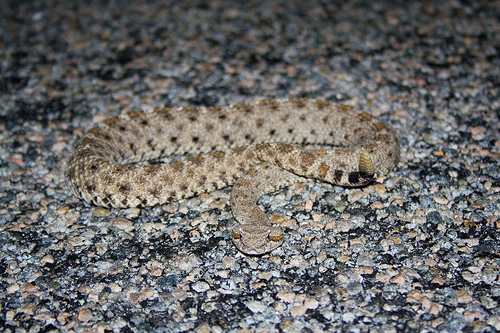 Colorado Desert Sidewinder (Southern California Reptiles and Amphibians ...