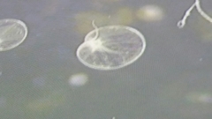 Noctiluca scintillans