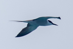 Onychoprion anaethetus