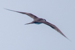 Onychoprion anaethetus