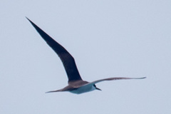 Onychoprion anaethetus