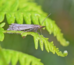 Chrysocramboides craterella