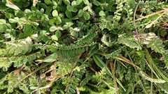 Trifolium subterraneum