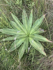 Merwilla plumbea
