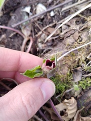 Asarum europaeum europaeum