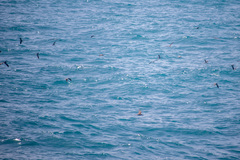 Onychoprion anaethetus