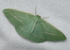 Chlorocoma stereota
