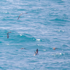 Onychoprion anaethetus