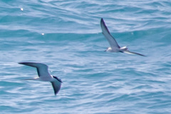 Onychoprion anaethetus